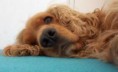 /album/anglicky-kokerspaniel/images-6-jpg1/